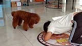 泰迪模仿男主动作，泰迪呀你怎么这么可爱呢