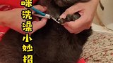 给猫咪洗澡的小妙招