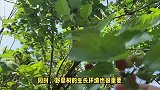 野桑树的养殖方法和注意事项