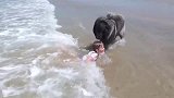 狗狗看见小女孩被浪花冲倒，立马上前叼住往岸上拽，好贴心