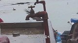 霸道海狮上岸偷鱼吃，被渔民发现后还耍无赖，狗子都拿它没办法！