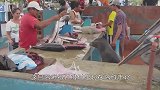 霸道海狮上岸偷鱼吃，被渔民发现后还耍无赖，狗子都拿它没办法！