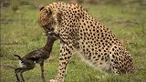 猎豹误将刚出生小羚羊当自己幼崽，母性大发深情一吻然后杀了它