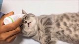 一只准备做绝育的小猫咪,小爪爪抖的太萌了哈哈