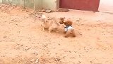狗狗之间的明争暗斗！泰迪：你过来啊，中华田园犬：揍你哦！