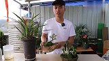兰花盆面种植“苔藓”，绿油油一大片，很简单做到