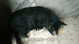 老黑光吃不长，俩小白猪都快赶上它了，其实老黑也挺着急的