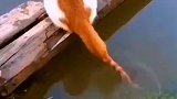 小猫用尾巴第一次钓鱼，钓了个金龟婿