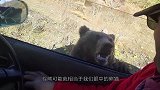 棕熊心血来潮，非要主人背自己，男子差点一口气没上来