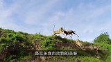 野狗群捕获一只羚羊，刚准备分食时，此时河里爬出打劫者！