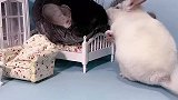 小龙猫有点嘚瑟啊