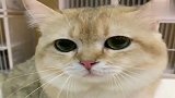 萌宠：会顶嘴的小猫咪，真可爱