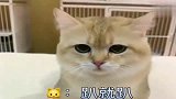 萌宠：会顶嘴的小猫咪，真可爱