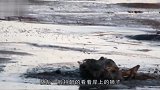 河马出门洗澡，不料遭到一群野狗围攻，这下可有好戏看了