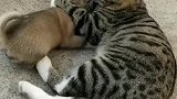 猫：这孩子真可爱，让我来抱抱你！
