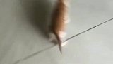 小奶猫学走路，傻傻小橘猫