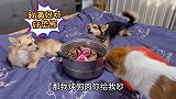 狗狗拆家还跟主人对骂，当主人拿出铁锅炖狗肉时，狗吓得魂都没了