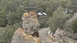 狮子也架不住群狗，这就是“狮落平阳被犬欺”吧