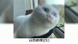 宠物冷知识：猫咪睡姿大盘点下