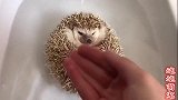萌宠：小刺猬洗澡仰面漂在水面上，样子好乖巧