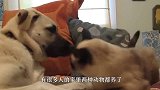 猫咪霸占了狗窝，狗狗拖着猫咪找主人评理，镜头记录搞笑全过程！
