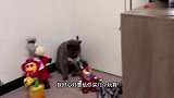 瞧把猫给冻的，把自己都给点着了