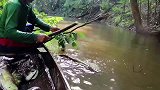 亚马逊当地渔民太豪横了，上千元一条的银龙鱼只当作下饭菜