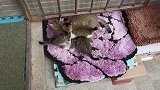 流浪猫小猫拖家带口来了