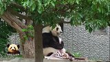 乖萌十足的熊猫旦旦背靠大树吃竹笋，怎么能这么可爱呢？！