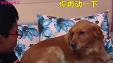 小孩对金毛不尊重，金毛立马给他来个教训，让你不尊重我