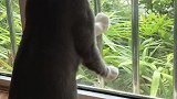 猫：铲屎官出去买小鱼干去了，咋还没回来呢！