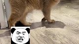 嘎在它身，痛在我心