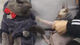 一场猫咪之间的战斗，在主人恶意的挑拨下终于发生了！
