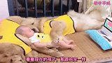 爆笑：爬山虎爬山虎，你倒是爬一个我看看啊