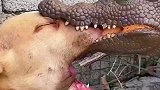 被捧上神坛的比特犬居然被鳄鱼狠狠咬住嘴巴，结局也太意外了