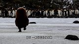 世界唯一一只黑狮子，比国宝熊猫还珍贵，走起路霸气十足！