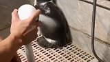猫：铲屎的，洗澡你咋不给我挤点沐浴露呢！