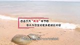 拥有蓝色血液的神奇生物，活了4亿年，每年有上万人被它拯救