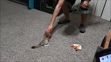 女子探险捡到,小野猫,不料越长越偏离猫,兽医看后哈哈大笑
