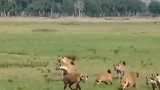 动物世界：最凶猛的狮子摧毁鬣狗合集,狮子发怒,鬣狗没路!