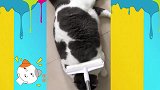 小猫咪：我是一只提线木偶
