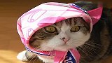 宠物乐园-20110815-爱钻盒子的网络名猫Maru成长故事