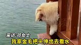 金毛看水不慎头被卡，问君能有几多愁