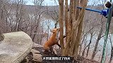 爬山时发现一只狐狸躲在树后，总在不停地偷看，它究竟想做什么？