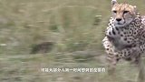 “天山童姥”——狞猫，直立跳跃可达3米高，所到之处无鸟生还！