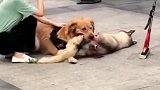 温顺的金毛，当街咬死一只哈士奇，主人真能完全控制狗狗吗？