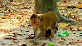 小猴子到底多黏人？没想一个小动作，瞬间就到妈妈的背上！