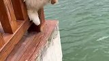 广东广州：金毛看水不慎头卡栏杆