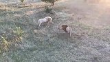 2头白鬃雄狮VS2头黑鬃雄狮，必须得比个高低