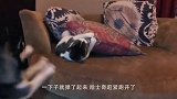 主人用发卡夹住哈士奇的腿，二哈还以为腿瘸了，连路都不会走了